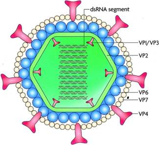 https://www.onlinebiologynotes.com/wp-content/uploads/2017/05/rota-virus2.jpg