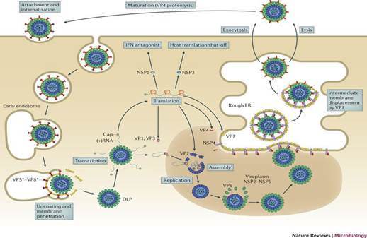 https://www.onlinebiologynotes.com/wp-content/uploads/2017/05/replication-of-rotavirus.jpg