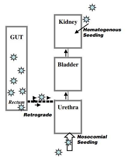 Description: pathways for UTI.jpg