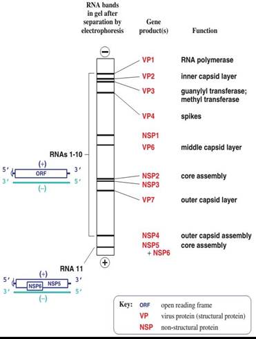 https://www.onlinebiologynotes.com/wp-content/uploads/2017/05/rotavirus-genome.jpg